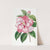 Donckelaer&#039;s Japan Camellia by Sydenham Edwards