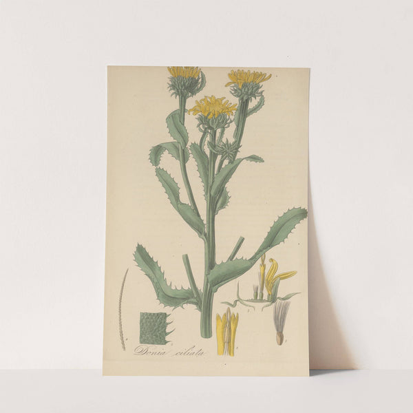 Donia ciliata by William Jackson Hooker