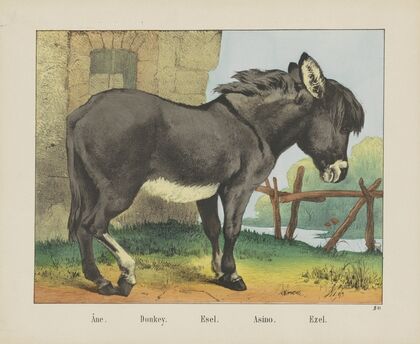 Donkey (1829-1880)