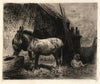 Donkeys and Sheep