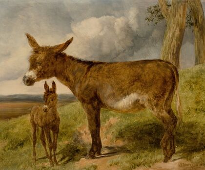 Donkeys