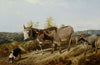 Donkeys On A Moorland Track