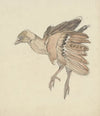 Dood vogeltje