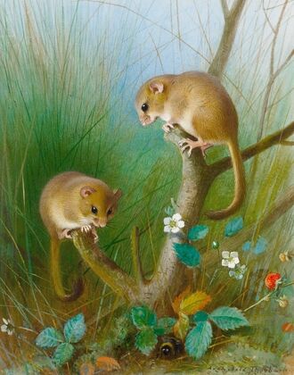 Dormice (1903)
