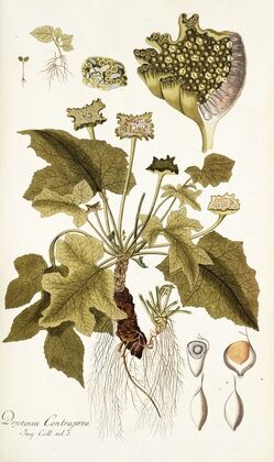 Dorstenia contrajerva