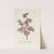 Double almond blossom by Carington Bowles