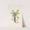 Double Bladderpod (flower). Physaria didymocarpa (1925) by Mary Vaux Walcott