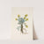 Double Bladderpod (flower). Physaria didymocarpa (1925) by Mary Vaux Walcott