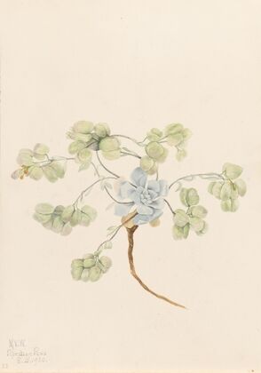 Double Bladderpod (Physaria didymocarpa) (1920)
