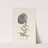 Double China Aster by Carington Bowles