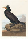 Double-crested cormorant