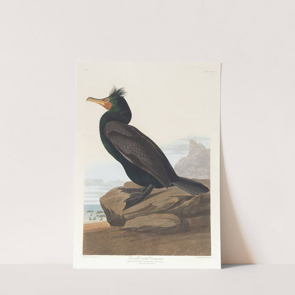 Double-crested cormorant by John James Audubon