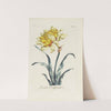 Double Daffodill by Carington Bowles