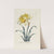 Double Daffodill by Carington Bowles