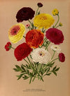 Double French Ranunculus