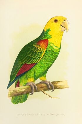 Double-Fronted or Le Vaillant’s Amazon (1884-1887) — size preview