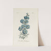 Double Larkspur by Carington Bowles