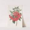 Double Red Azalea India by Sydenham Edwards