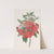 Double Red Azalea India by Sydenham Edwards