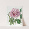 Double-red curled Tree Paeony by Sydenham Edwards
