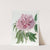 Double-red curled Tree Paeony by Sydenham Edwards