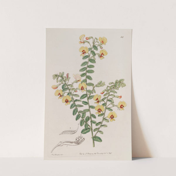 Double-rowed Bossiaea by Sydenham Edwards