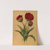 Double Tulipe. Rex Rubrorum With Variecated Leaves (1872-1881) by Arentina Hendrica Arendsen