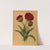 Double Tulipe. Rex Rubrorum With Variecated Leaves (1872-1881) by Arentina Hendrica Arendsen