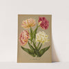 Double Tulips 1.Murillo 2.Couronne Des Roses 3.La Candeur (1872-1881) by Arentina Hendrica Arendsen
