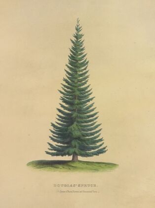 Douglas’ Spruce (1872)