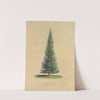 Douglas’ Spruce (1872) by Dellon Marcus Dewey
