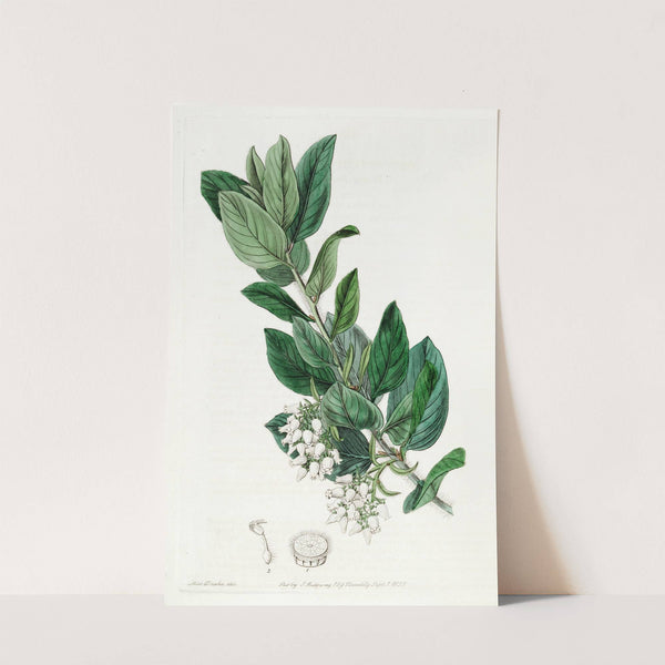 Downy Bearberry by Sydenham Edwards