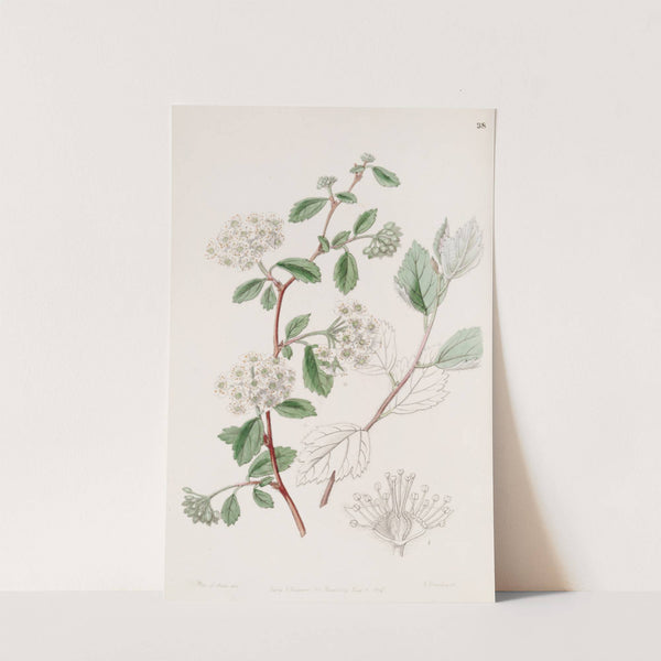 Downy Spiraea by Sydenham Edwards