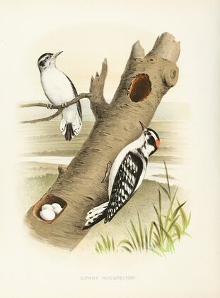 Downy Woodpecker
