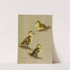 Downy Young Of Red-Head, Canvas-Back, Ring-Necked Duck (1922-1926) by Allan Brooks