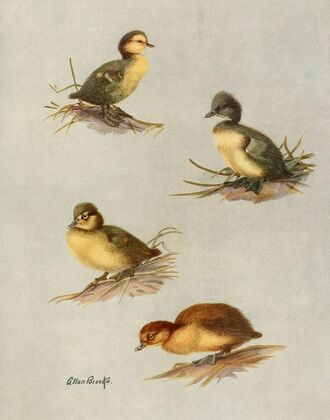 Downy Young Of White-Eyed Duck, Tufted Duck, Scaup Duck, Lesser Scaup Duck (1922-1926)