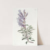 Dr. Scouler&#039;s Pentstemon by Sydenham Edwards