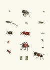 Dr. Sulzer’s Short History of Insects, Pl. 04