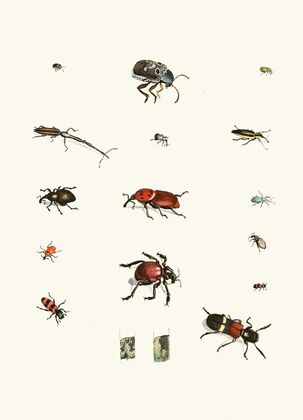 Dr. Sulzer’s Short History of Insects, Pl. 04