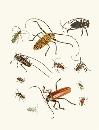 Dr. Sulzer’s Short History of Insects, Pl. 05
