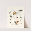 Dr. Sulzer&#039;s Short History of Insects, Pl. 05 by Johann Heinrich Sulzer