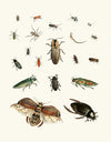 Dr. Sulzer’s Short History of Insects, Pl. 06