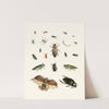 Dr. Sulzer&#039;s Short History of Insects, Pl. 06 by Johann Heinrich Sulzer