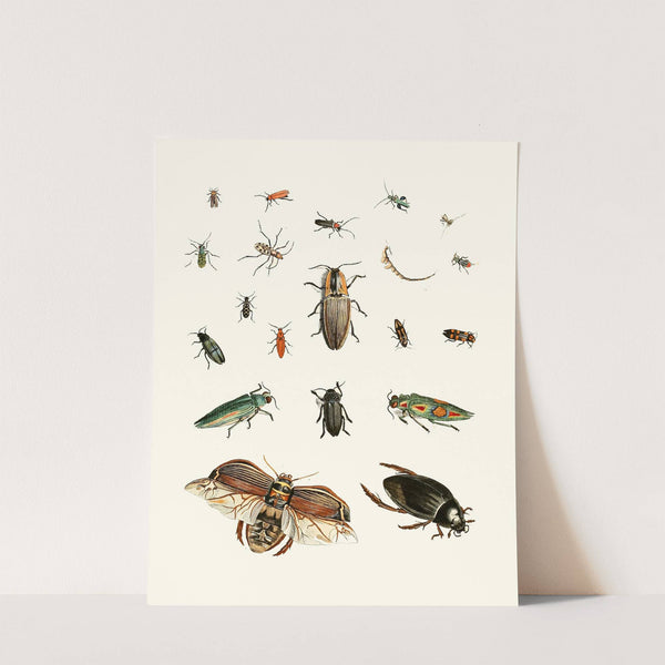 Dr. Sulzer&#039;s Short History of Insects, Pl. 06 by Johann Heinrich Sulzer