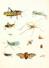Dr. Sulzer’s Short History of Insects, Pl. 09