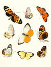 Dr. Sulzer’s Short History of Insects, Pl. 14