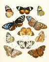 Dr. Sulzer’s Short History of Insects, Pl. 15