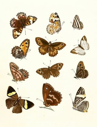 Dr. Sulzer’s Short History of Insects, Pl. 16