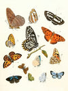 Dr. Sulzer’s Short History of Insects, Pl. 17