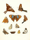Dr. Sulzer’s Short History of Insects, Pl. 18